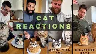 Cat Reaction to Cutting Cake 😹 Cats Reaction Compilation #cat #funnycats 