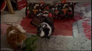 Trouble & Sage Play Tug Of War