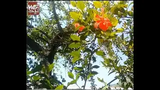 Nature beauty flowers and plants [relaxing nature scenery] Waleed Graphics PK