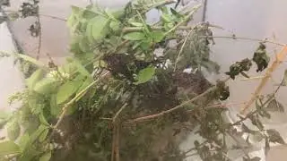 Indian Stick Insect Care 2020