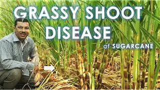 Grassy Shoot Disease (GSD) of sugarcane: Causal organism l symptoms l control measures