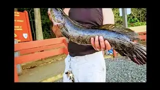 BIG 5 LBS SNAKEHEAD🐍WE CAUGHT AT BURKE LAKE, VA 😍 USA 🇺🇸 AMERICA ❤️
