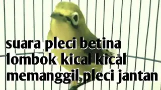 suara pleci betina lombok kical kical memanggil pleci jantan