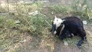Veterinary india