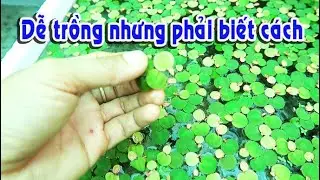 MẸO TRỒNG THỦY SINH ĐƠN GIẢN CHẮC GÌ BẠN ĐÃ BIẾT | Túc Thịnh