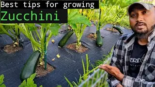 Best Tips For Growing zucchini |Everything you need to know | #zucchini