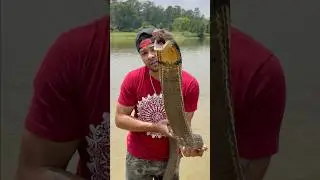 KING COBRA Fangs And ALL!