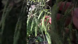 青龙草 #藤石松#植物科普#本草#农村#植物#知识分享#shorts