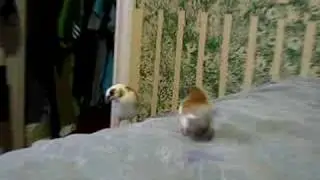 Widget Family 2
