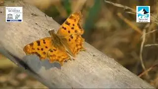 Le Farfalle del Parco del Monviso