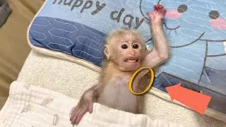 Baby Monkey Lulu Is Still Very Tired — Dad Accidentally Finds What Made Her Fever.