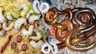 Looking Insect, Release insects Have Meet Millipede Beetle Worm Centipede Larva Worm Agapanthia