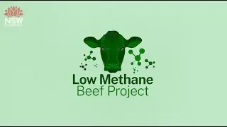 What is the Low Methane Beef Project?