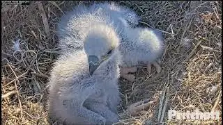~Southwest Florida Eagle - Bieliki - M15 przyniósł padlinę oposa i karmi ,E19🐥🍀i  E20🐥🍀~08/01/2022