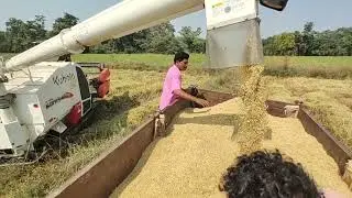 Cutting of Green world Basmati 1637 By Kubota harvesking 2 DC 68g