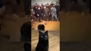 The people dancing #cat  #shorts
