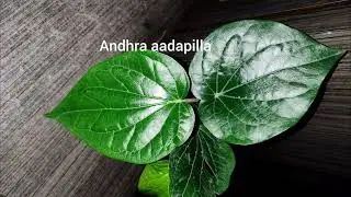 మా ఇంటి తమలపాకు చెట్టు కథ,2 min ఉంటే ఈ tips వినండి.ఆకు చూశారా ఎంత ముద్దుగా ఉందో! దిష్టి పెట్టకండోయ్😀
