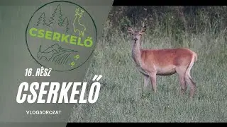 Cserkelő Vlog 16. rész - Lőbotválasztás