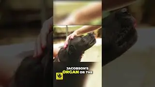 Unlocking Your Dog's 6th Sense  The Jacobson's Organ