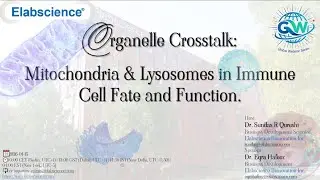 Organelle Crosstalk: Mitochondria & Lysosomes in Immune Cell Fate and Function