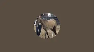 Dog training live!