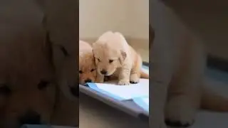 dog #cute #dog #cat #cute #funny #mouse #animal #monkey #shorts