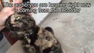 ★★★★★ Digital Voice Recorder - Amazon