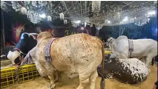 Huge crowd at Continental bakery | Continental bakery cow 2025