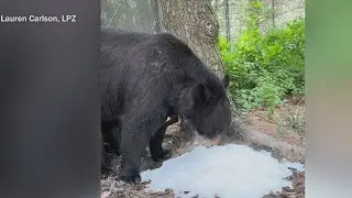 Lincoln Park Zoo animals beat the heat with cool treats