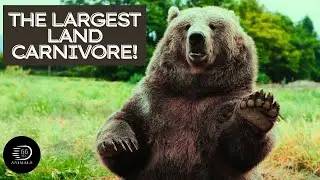 Brown Bear Facts You Didn&rsquo;t Know! ┊66 Seconds Animals