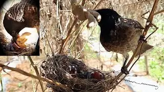 Outsized STING WASP Feeding Frustration of Mother | Black Headed bulbul birds feeding
