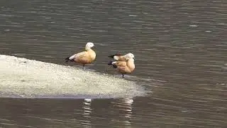 선명한 주황색 [황오리(Ruddy Shelduck)]