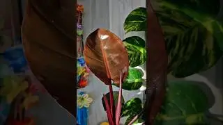 Филодендрон Блэк Кардинал philodendron Black cardinal #plants #филодендрон