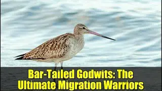 Bar-Tailed Godwits: The Ultimate Migration Warriors