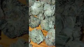 Glass Pharms - First Class Funk #cannabisdaily #medicalmarijuanapatient #cannabiseducation