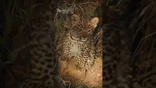 Blue Eyed Little Leopard Cub - Amazing Sighting Of A Mother And Her Cub (SOUND OF SAFARI)