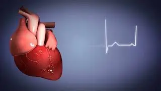 The 60-Second Tour of Your Heart&rsquo;s Electrical Circuit ⚡
