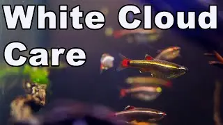 White Cloud Mountain Minnow Care and Breeding