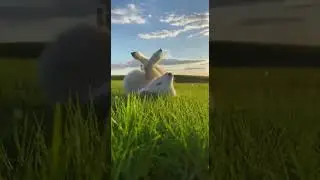 This little lamb rolling on the grass. 🐑🌿