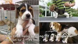 ch&oacute; beagle gi&aacute; bao nhi&ecirc;u ? t&igrave;m hiểu về lo&agrave;i ch&oacute; săn thỏ