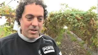 Produ&ccedil;&atilde;o de framboesas em Vagos