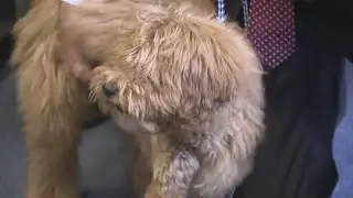 Mineola Husband, Wife Arrested For Animal Cruelty