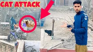 Cat Attack On Chicks 😱