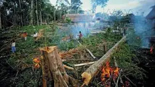 Save the rainforest!