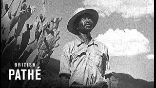 Serious Drought In South Africa (1938)