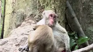 Monkey Jane and son jody #491 #monkeys