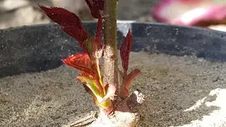 100% Successful Ways To Get Basal Shoots In Rose Plant