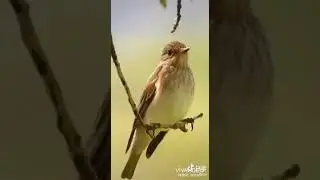 Snake (Insect) vs Bird..  Creation of God