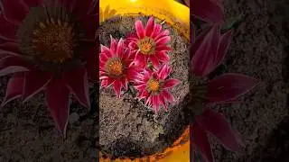 Gazania flower plant grow care tips #wintergarden #gardenplants #plant #flowers #winter #gazania