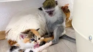 Monkey Susie loves mom cat and guards her while the kitten washes and falls asleep